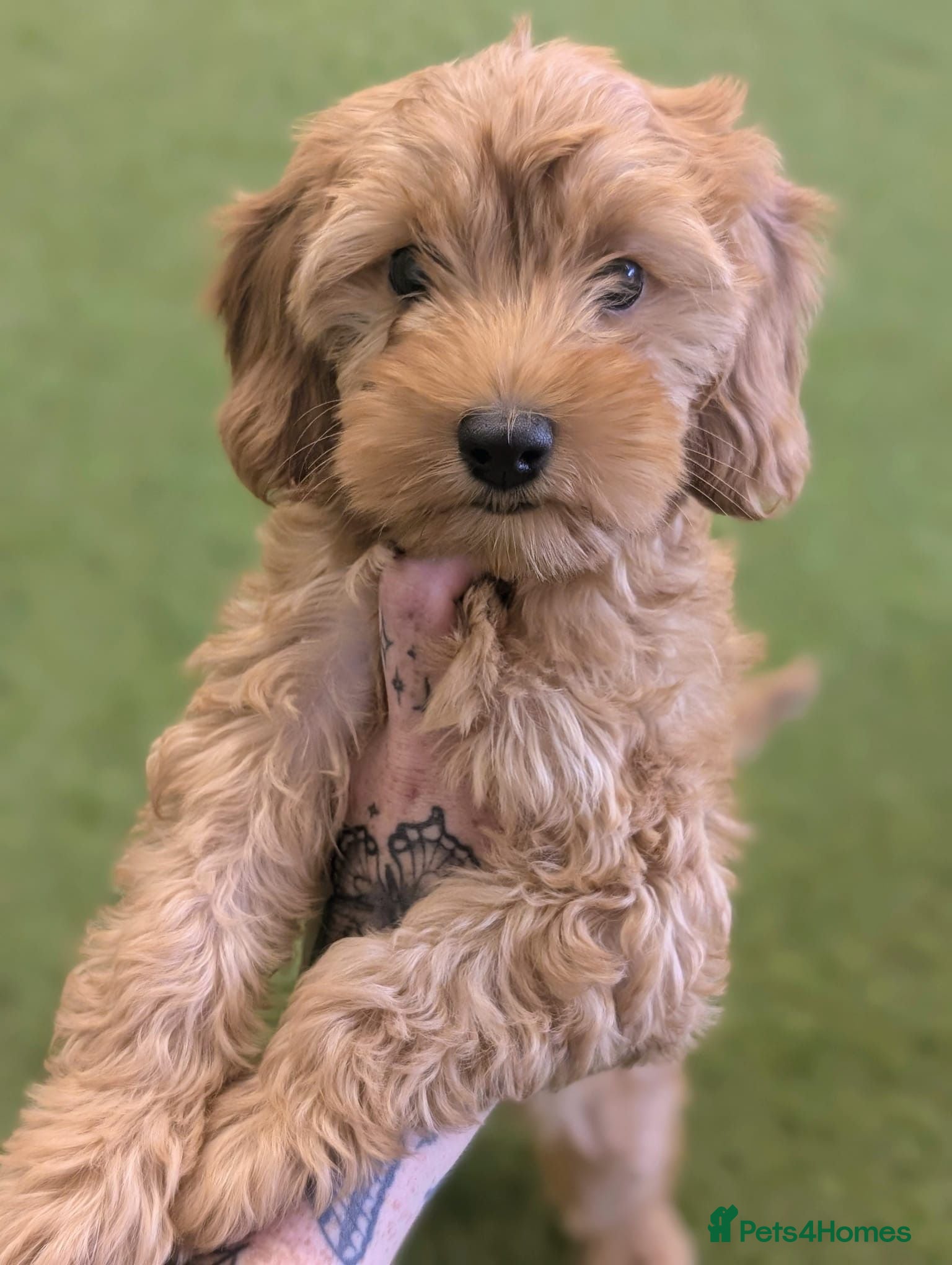 Cavapoo dogs Cavapoo x cockapoos for sale - Advert 1