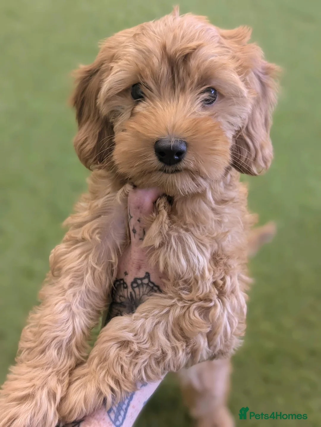 Cavapoo dogs for sale: Cavapoo x cockapoos for sale - Advert 2