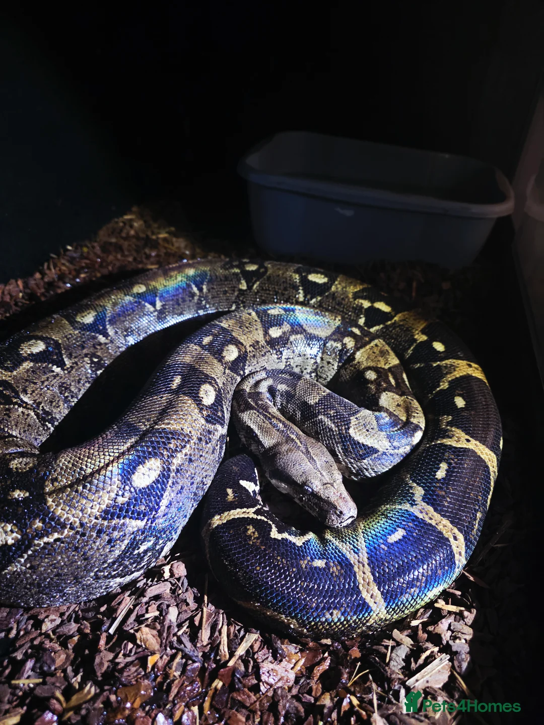Boa Snake reptiles for sale: 2x boas and carpet python  - Advert 5