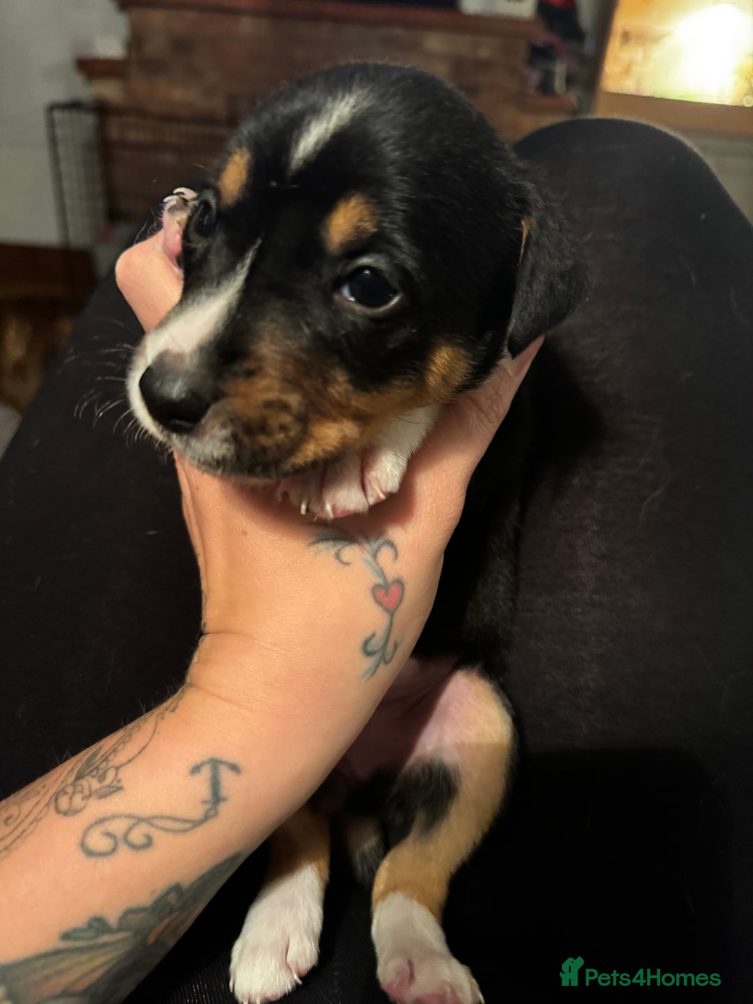 Mixed Breed dogs for sale: Pups for sale  - Advert 37