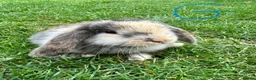Mini Lop rabbits for sale: Mini Lop Rabbits For Sale  - Advert 35
