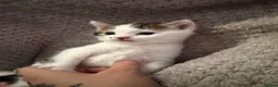 Mixed Breed cats for sale: Beautiful Long-Haired Crossbreed Kittens  - Advert 12