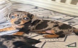 Miniature Dachshund dogs for sale: Miniature dachshund puppies  - Image 7