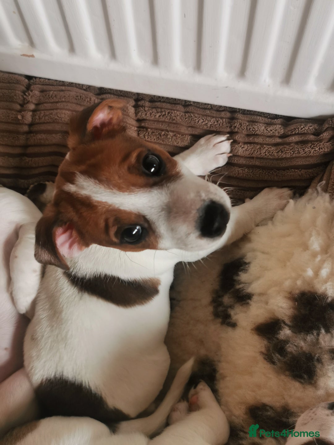 Jack Russell dogs for sale: Male jack russell terrier pup - Advert 4