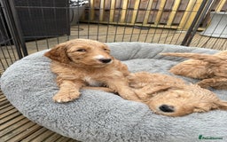 Goldendoodle dogs for sale: 🐶🐾🐶AUSTRALIAN DOUBLE DOODLE PUPPIES🐶🐾🐶 - Image 18