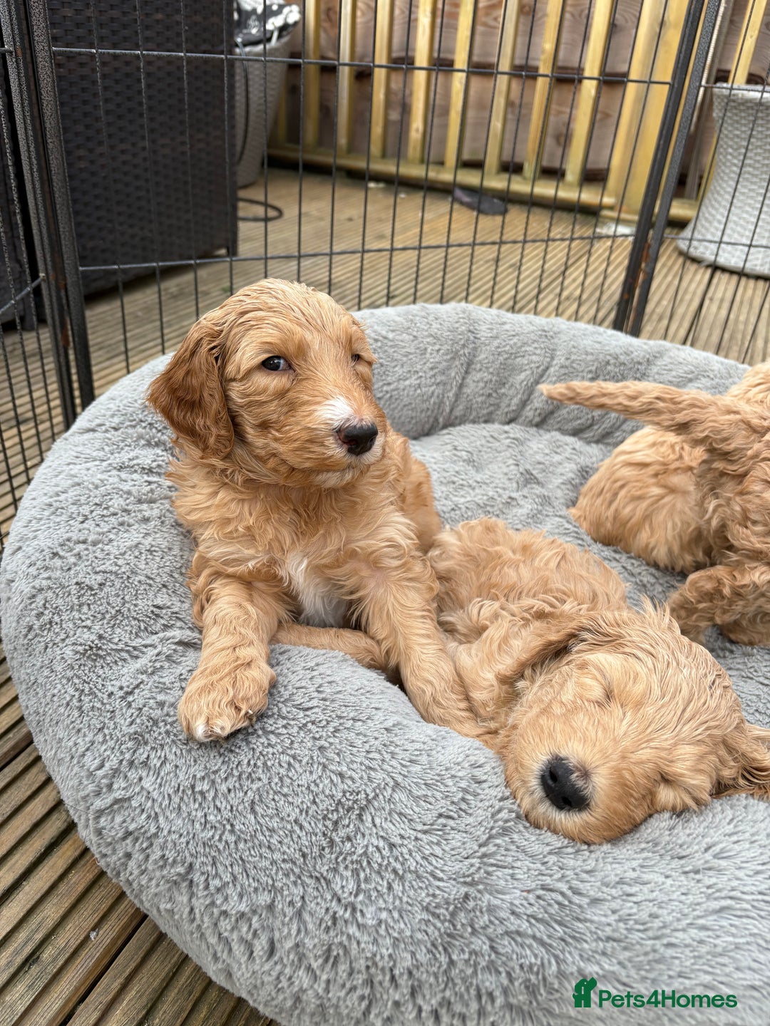 Goldendoodle dogs for sale: 🐶🐾🐶AUSTRALIAN DOUBLE DOODLE PUPPIES🐶🐾🐶 - Image 18