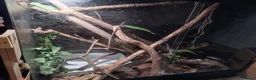 Lizard reptiles for sale: Green basilisk with full setup  - Advert 2