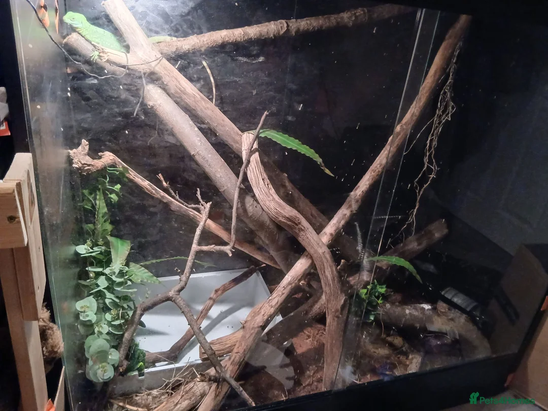 Lizard reptiles for sale: Green basilisk with full setup  - Advert 2
