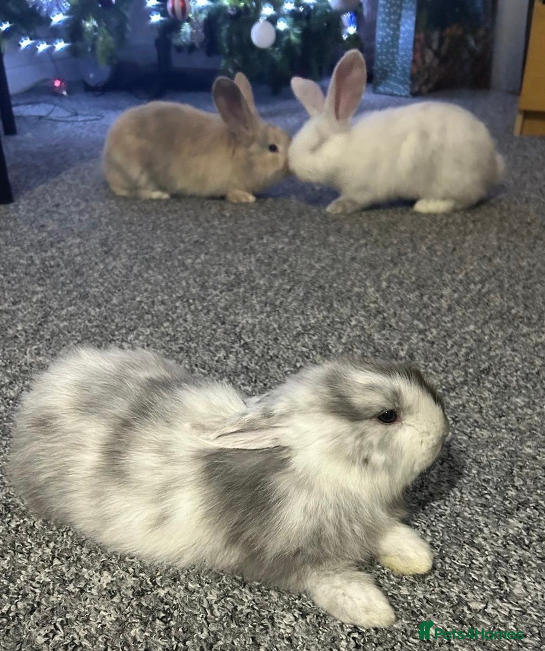 Continental Giant rabbits for sale: 3 PURE CONTINENTAL GIANT RABBITS - Advert 6