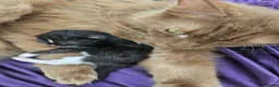 Ragdoll cats for sale: Cherubim Black Solid Mitted Girl HCM,PKD Certyfica - Advert 3
