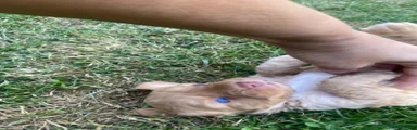 Cockapoo 6