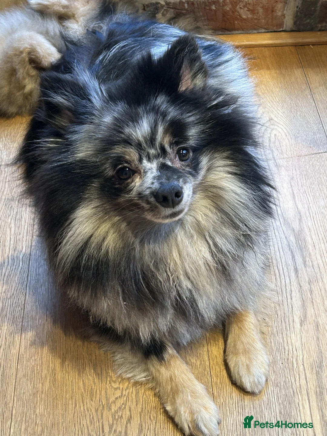 Pomeranian dogs for sale: Stunning litter of 6 Pomeranian Pups - Advert 2