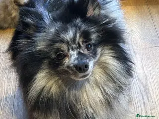 Pomeranian dogs Stunning litter of 6 Pomeranian Pups - Advert 1