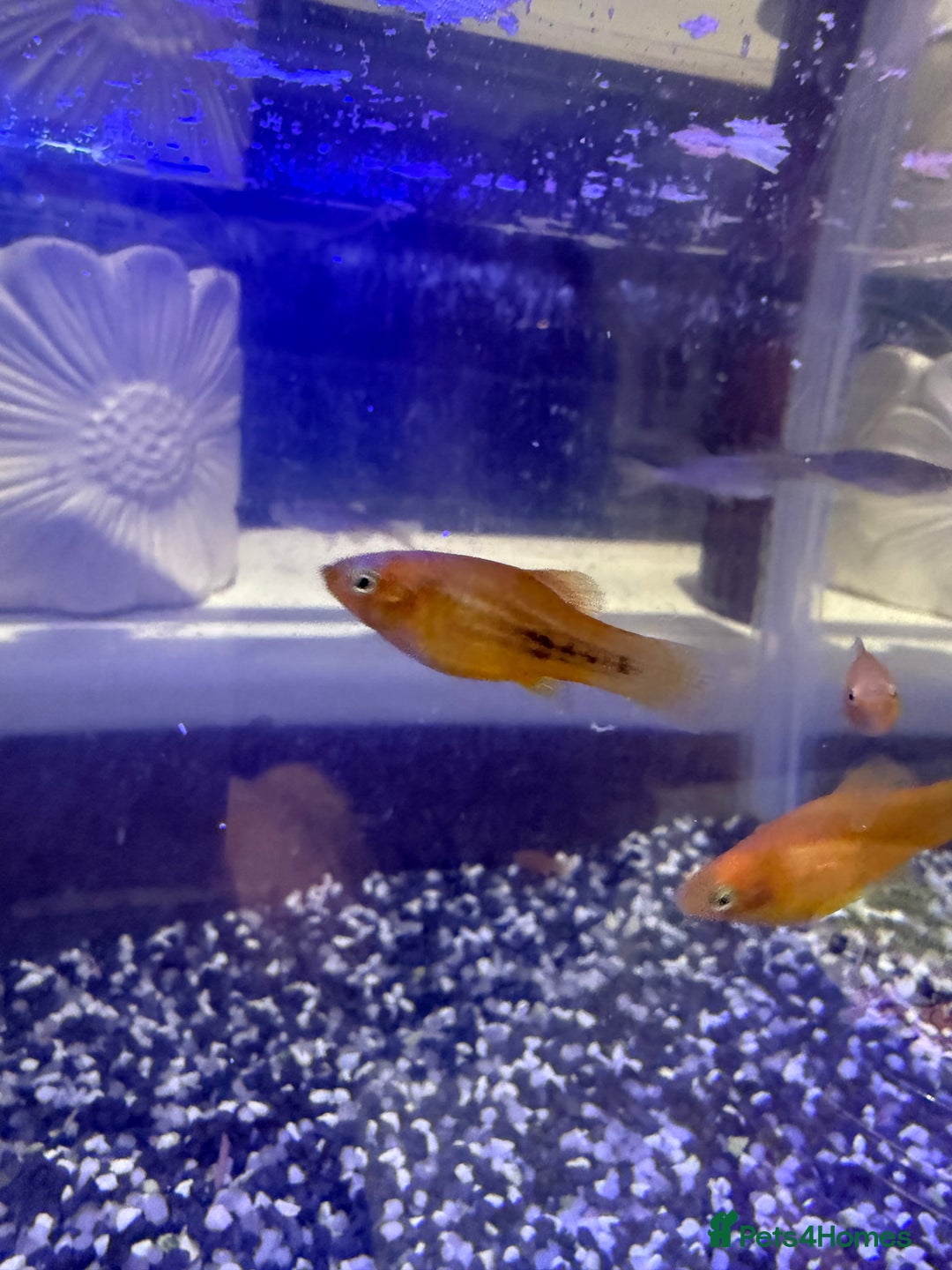 Platies fish for sale: Platy and danios - Image 7