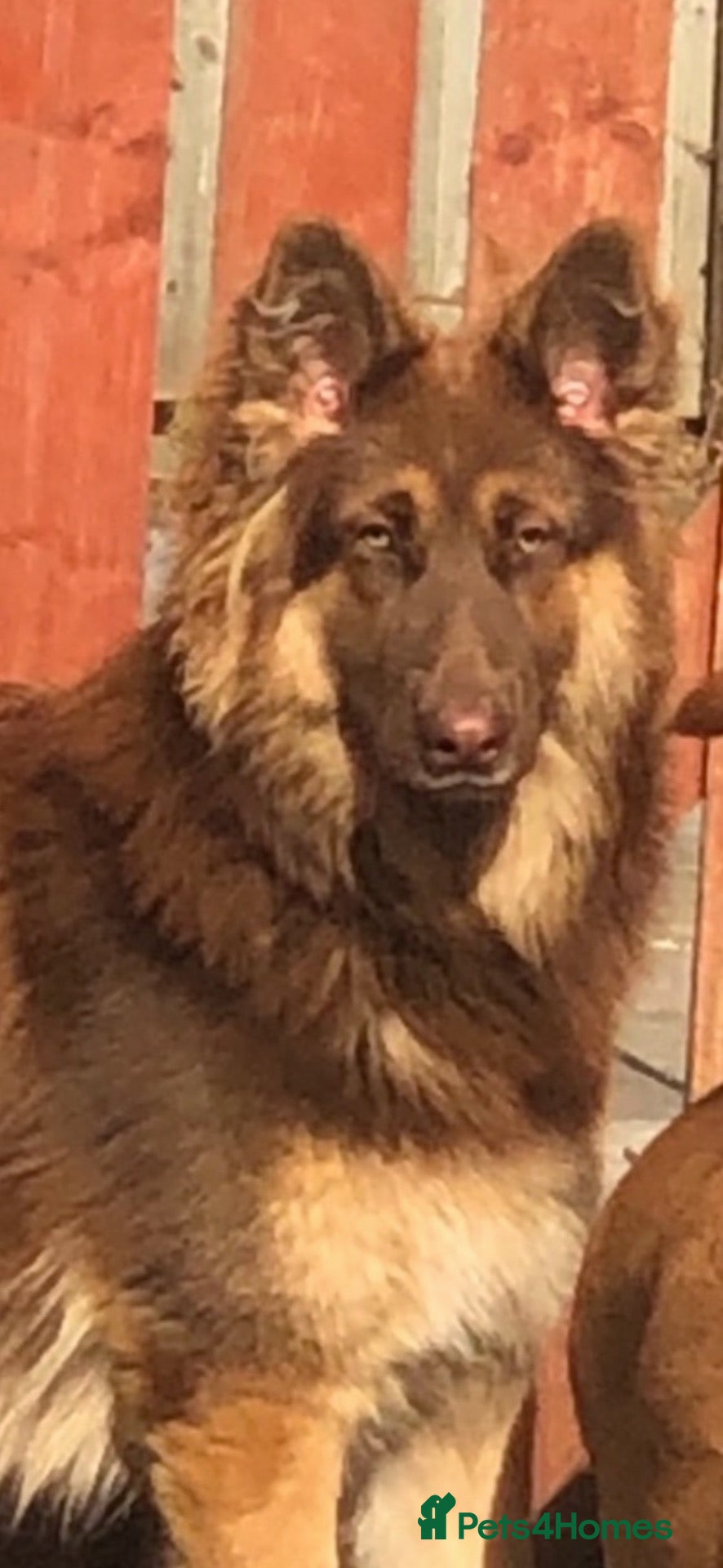 German Shepherd dogs Liver and tan female  - Advert 2