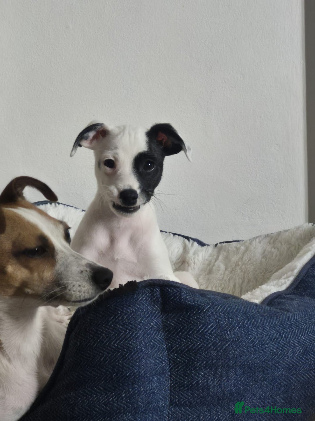 Jack Russell dogs for sale: 1 Beautiful boy Jack Russell puppy left for sale - Image 29