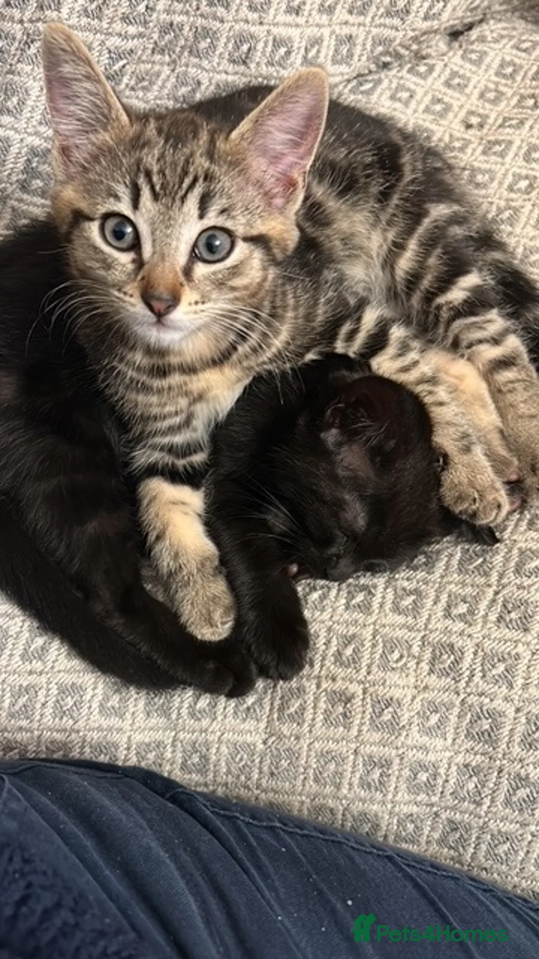 Mixed Breed cats for sale: Tabby kitten looking for a home in Fakenham - Advert 2
