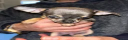 Chihuahua dogs for sale: Beautiful blue tri chihuahua puppies ready now - Advert 14