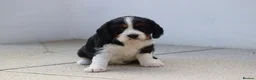 Cavachon dogs for sale: Beautiful Cavachon puppies for sale - Advert 19