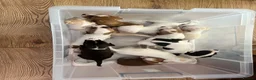 Mixed Breed dogs for sale: 11 beautiful parson Russell x pups - Advert 7