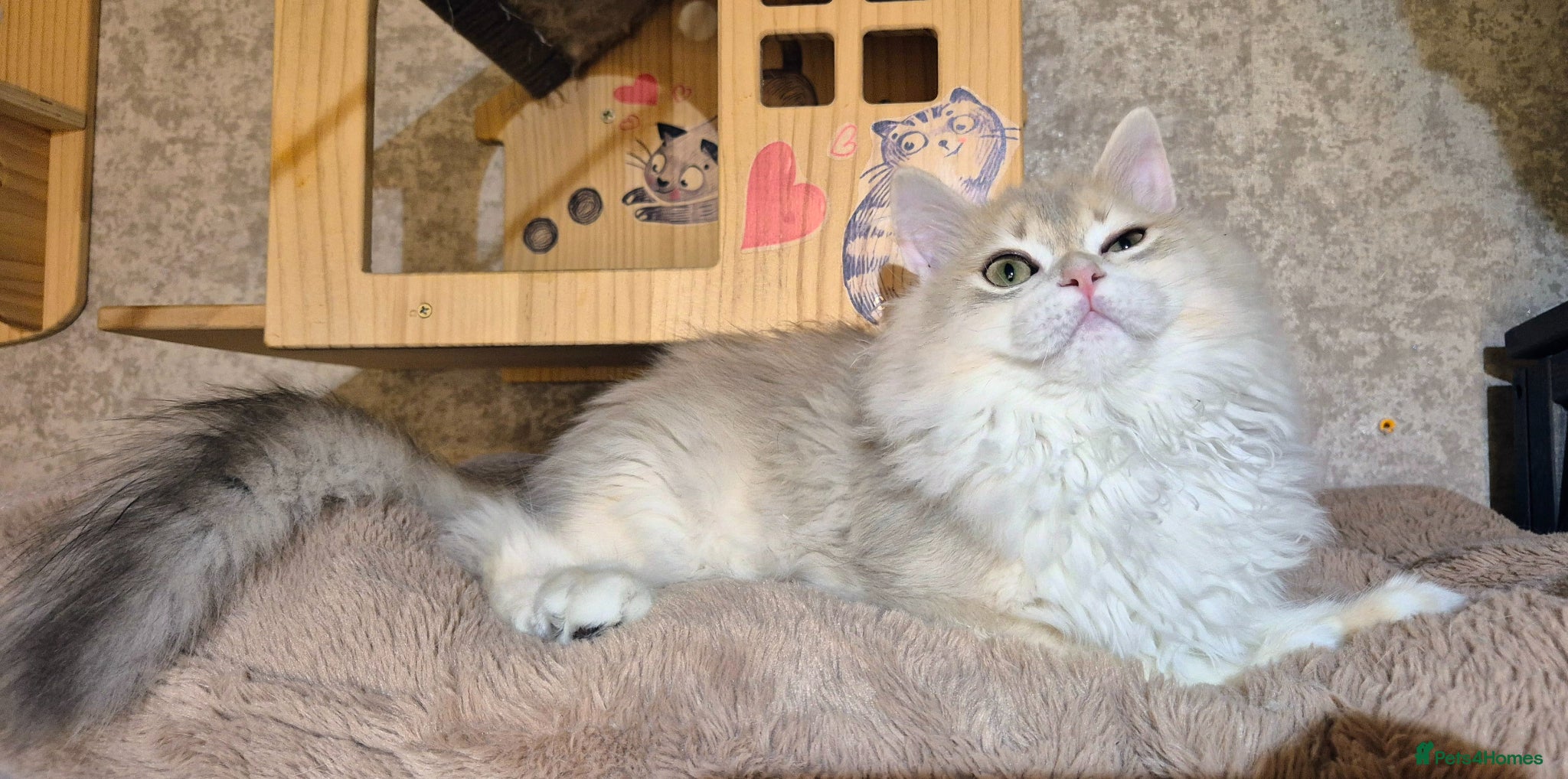 Scottish Fold cats for sale: In your lap Scottish Fold/Straight kittens  - Advert 9