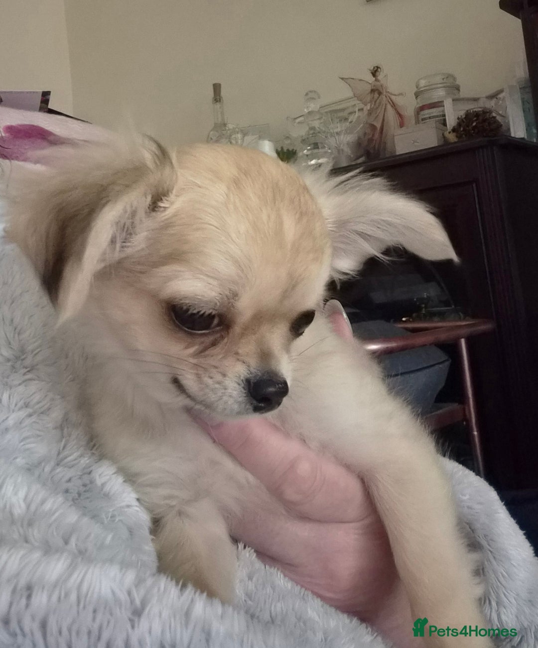 Chihuahua dogs for sale: Long haired chihuahua  - Image 19
