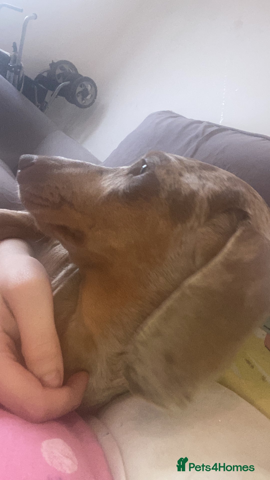 Miniature Dachshund dogs for sale: Miniature dachshund puppies🥰 - Advert 19