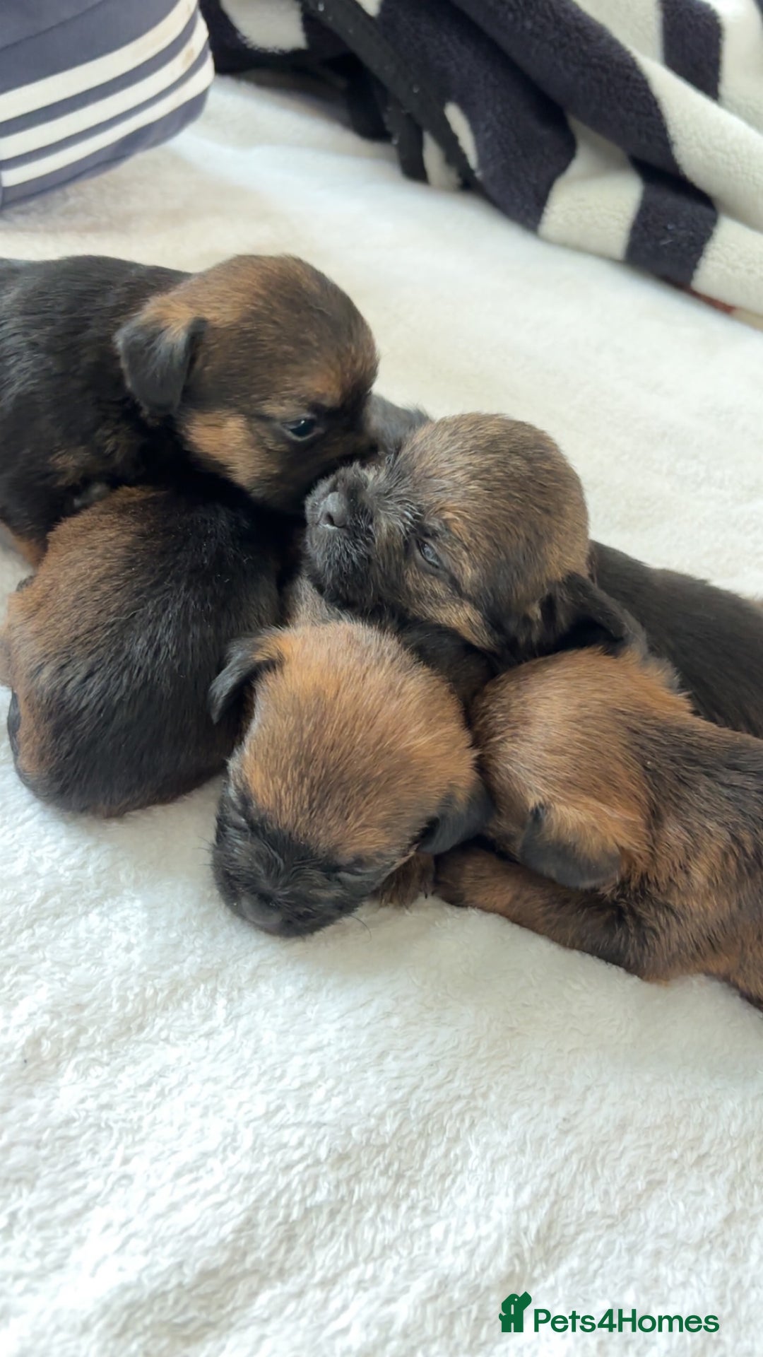 Border Terrier dogs for sale: Border terrier pups - Image 5