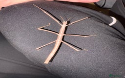 Stick Insects invertebrates for sale: Annam Stick insects - mixed sizes  - Image 5