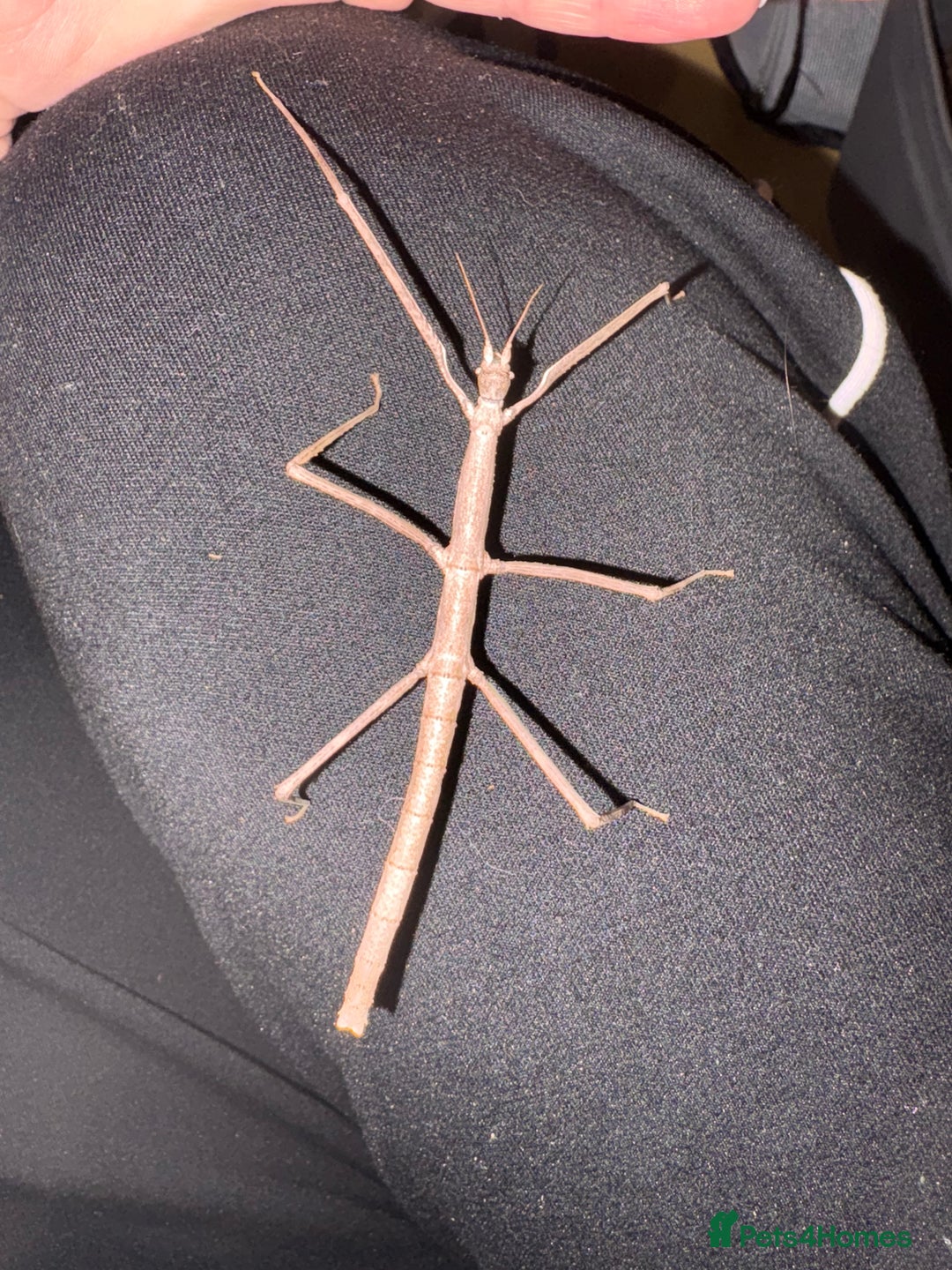 Stick Insects invertebrates for sale: Annam Stick insects - mixed sizes  - Image 5