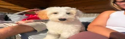 Australian Labradoodle dogs for sale: Beautiful Labradoodle Puppy  - Advert 1