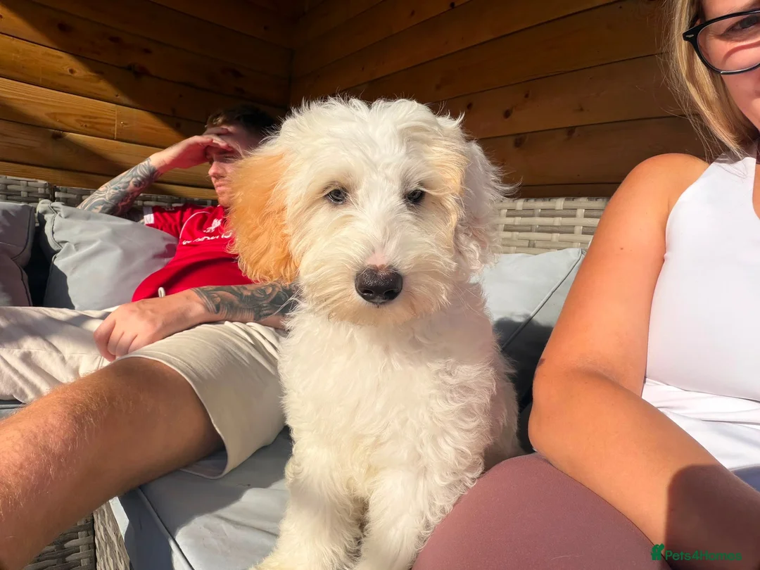 Australian Labradoodle dogs for sale: Beautiful Labradoodle Puppy  - Advert 1