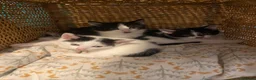 Mixed Breed cats for sale: Three beautiful boys  - Advert 6