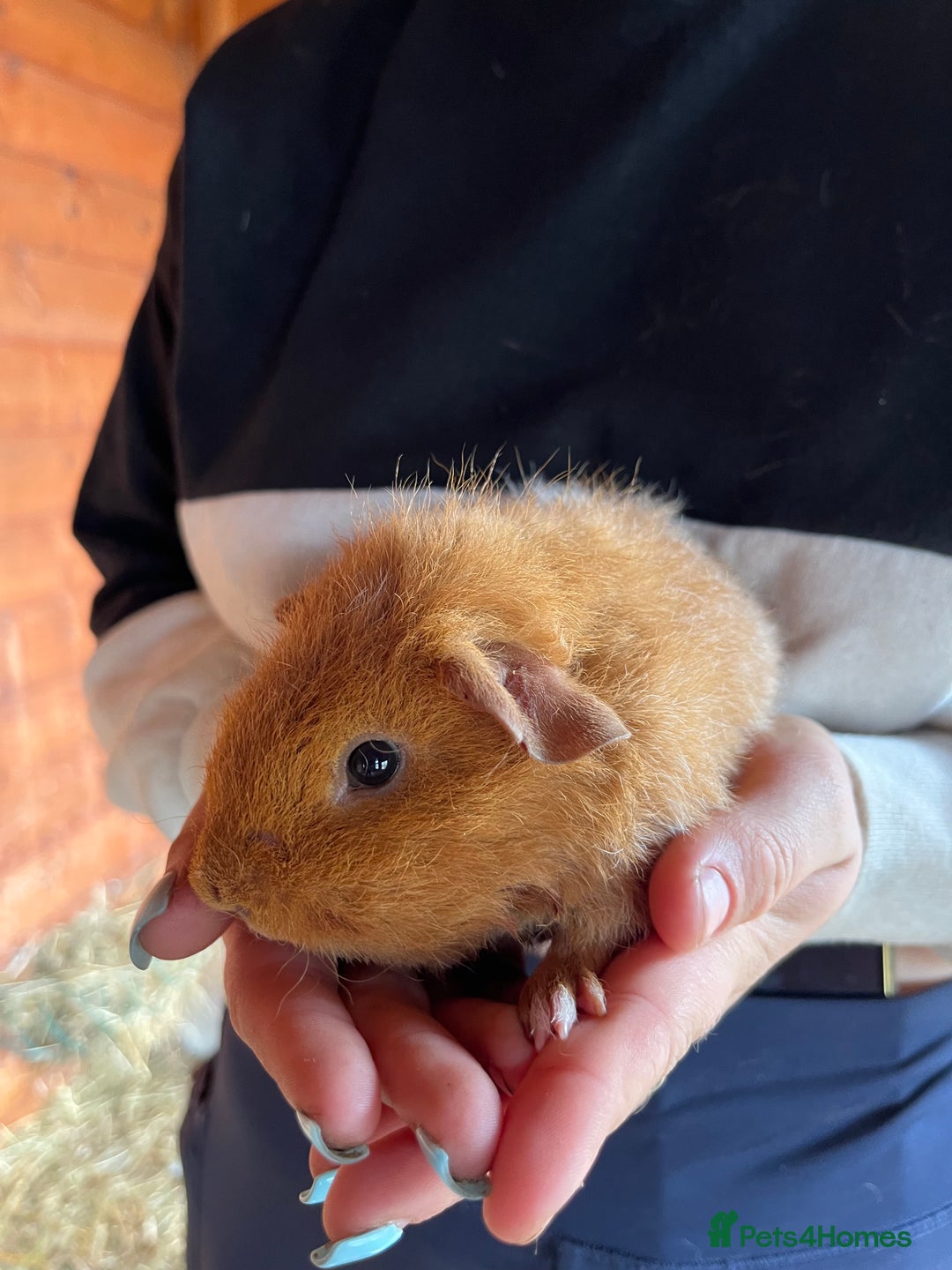 Guinea Pig rodents for sale: Gorgeous Rex baby boy guinea pigs  - Image 5