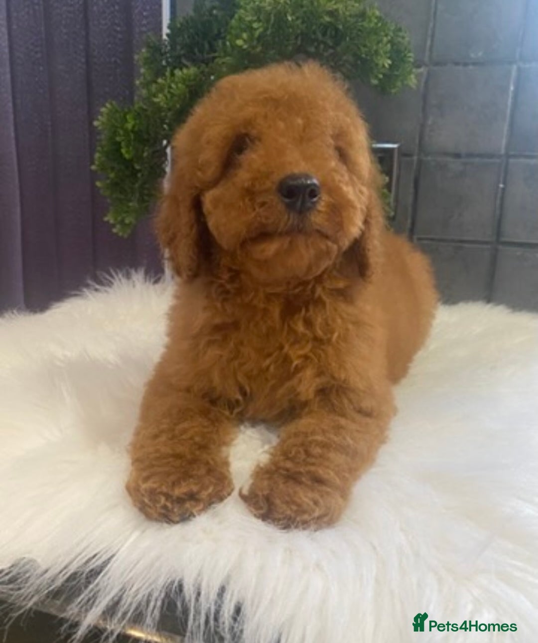 Miniature Poodle dogs for sale: Gorgeous Red Minature Poodle Puppies  - Advert 4