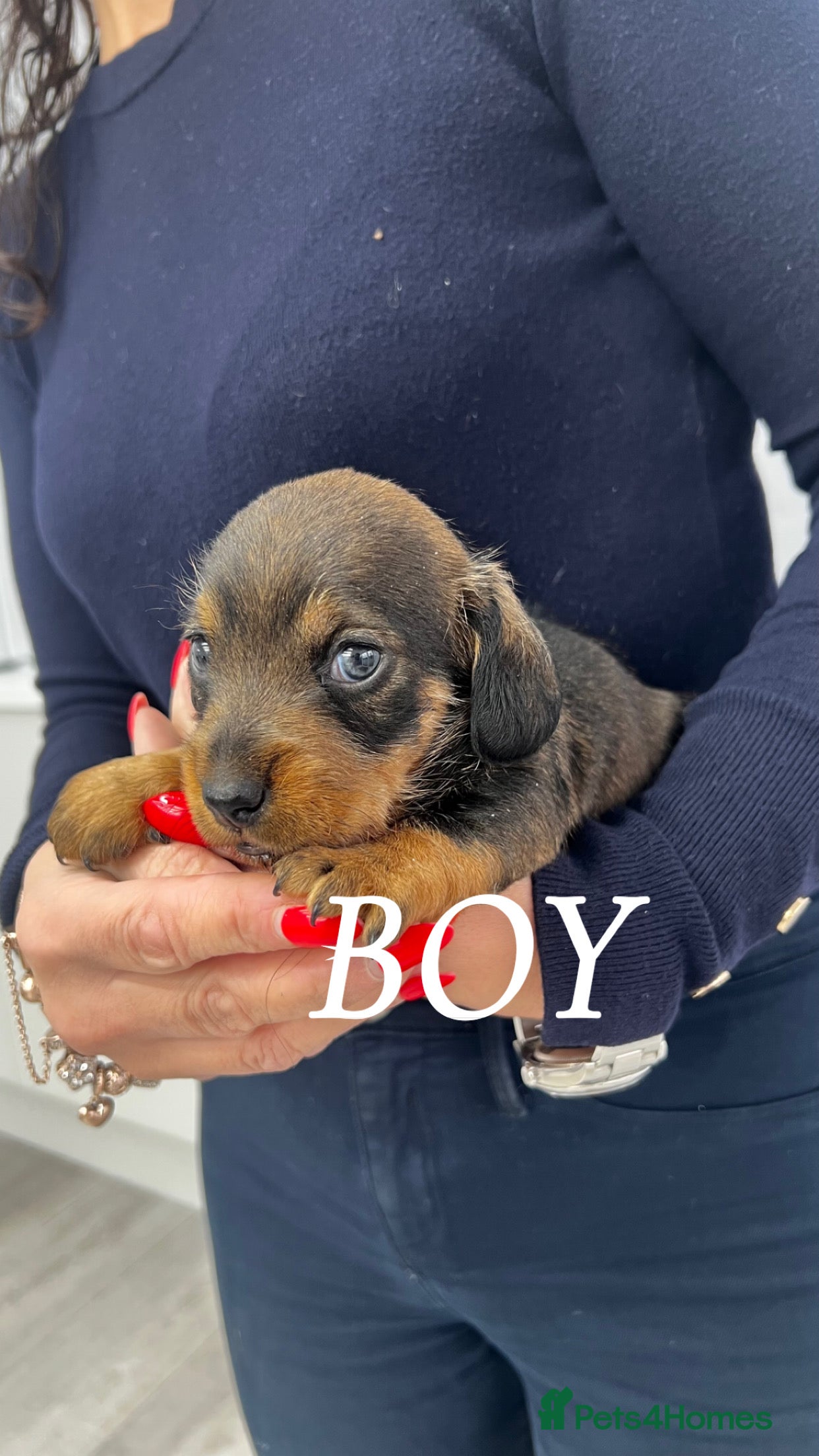 Miniature Dachshund dogs miniature dachshund - Advert 11