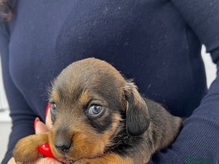 Miniature Dachshund dogs miniature dachshund - Advert 11