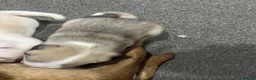 Mixed Breed dogs for sale: Pug cross puppies - Advert 3