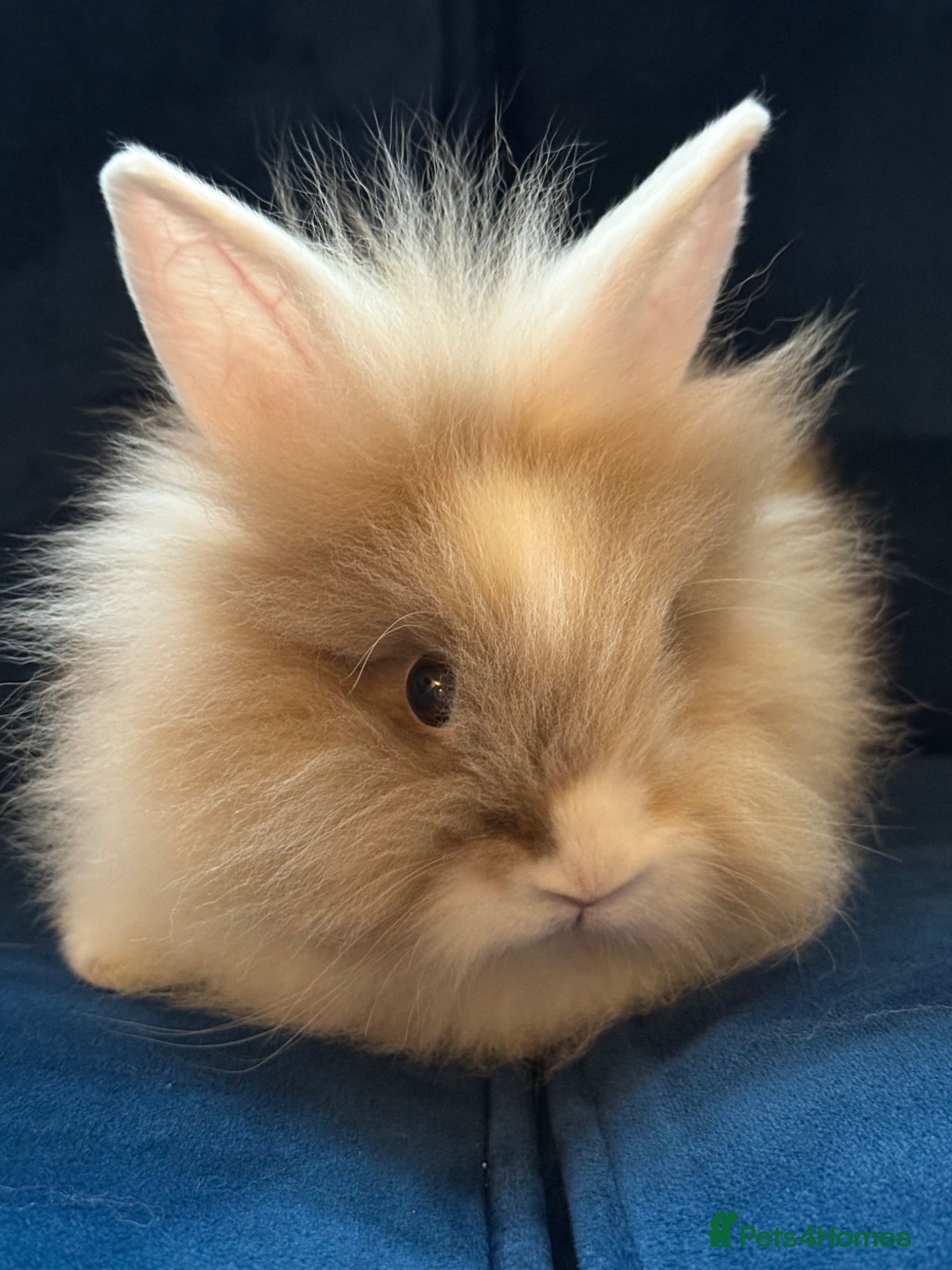 Mixed Breed rabbits Male and female Rabbits  - Advert 1