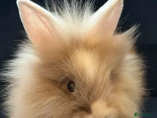 Mixed Breed rabbits Male and female Rabbits - Advert 7