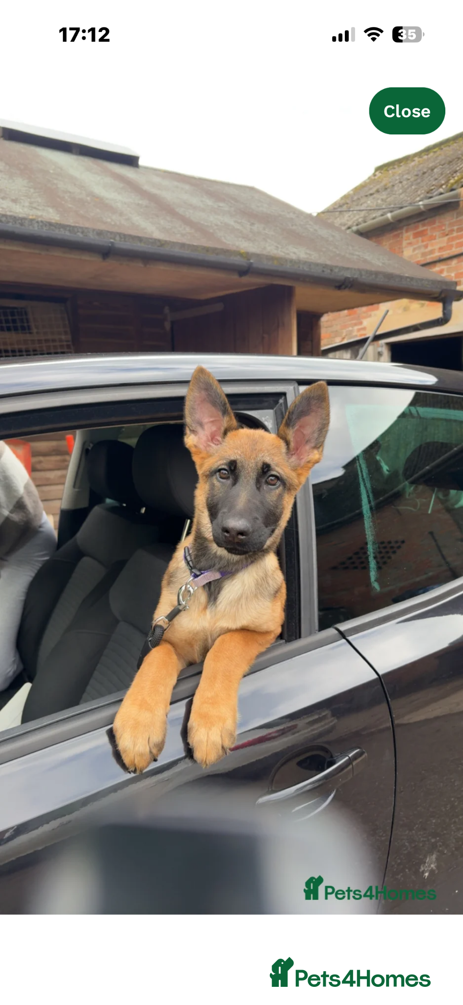 Mixed Breed dogs 4 months old Belgian Malinois x German shepherd  - Advert 1