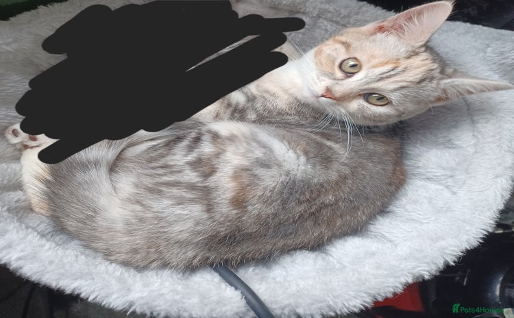 Mixed Breed cats Persian chinchilla Cross kitten  - Advert 12