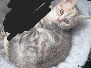 Mixed Breed cats for sale: Persian chinchilla Cross kitten - Advert 1