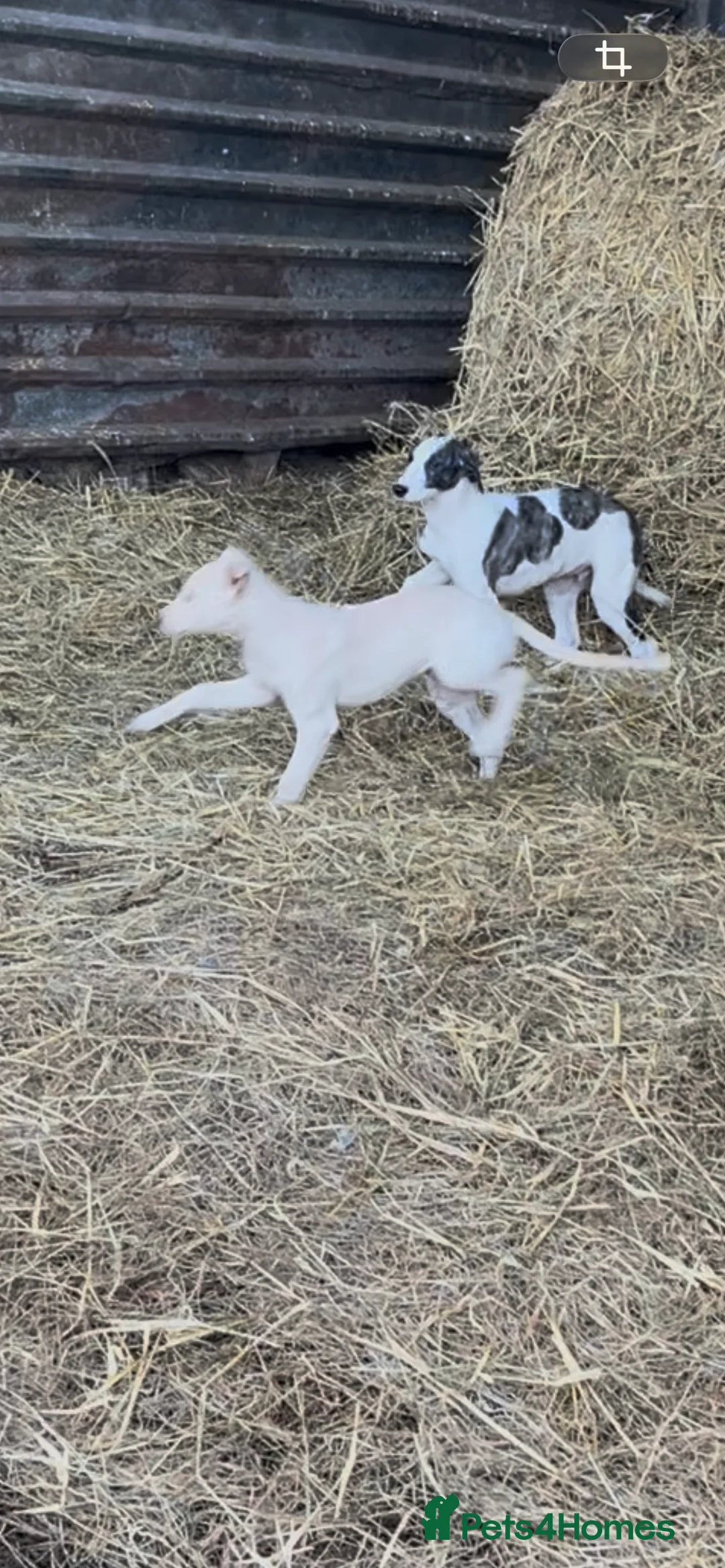 Lurcher dogs for sale: Lurcher puppies - Advert 4