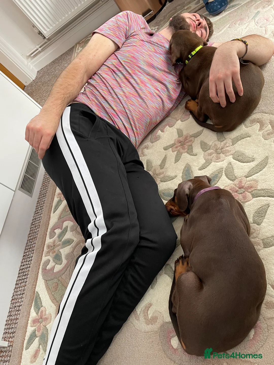 Dobermann dogs for sale: 3 & 3/4yrs Chocolate & Red Rust KC Male Dobermann - Advert 2