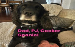 Cockapoo dogs for sale: Beautiful, Rare Cockapoo Puppies – Ready 17th Nov - Image 21
