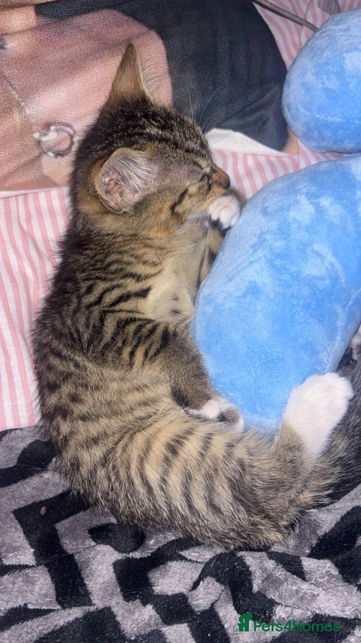 Domestic Shorthair cats kitten ready to be re-homed - Advert 18