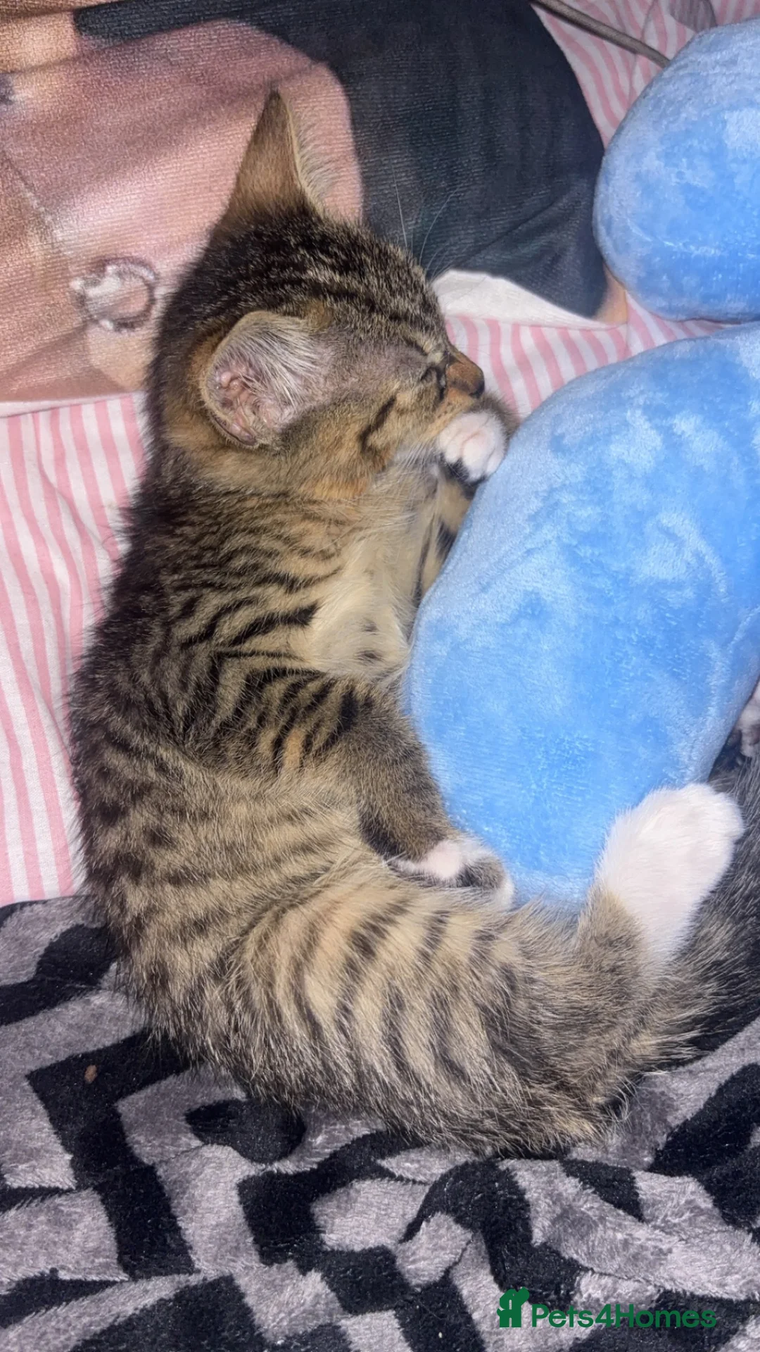 Domestic Shorthair cats for sale: kitten ready to be re-homed - Advert 1