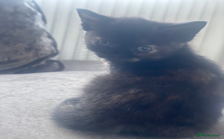 British Shorthair cats - Advert 5