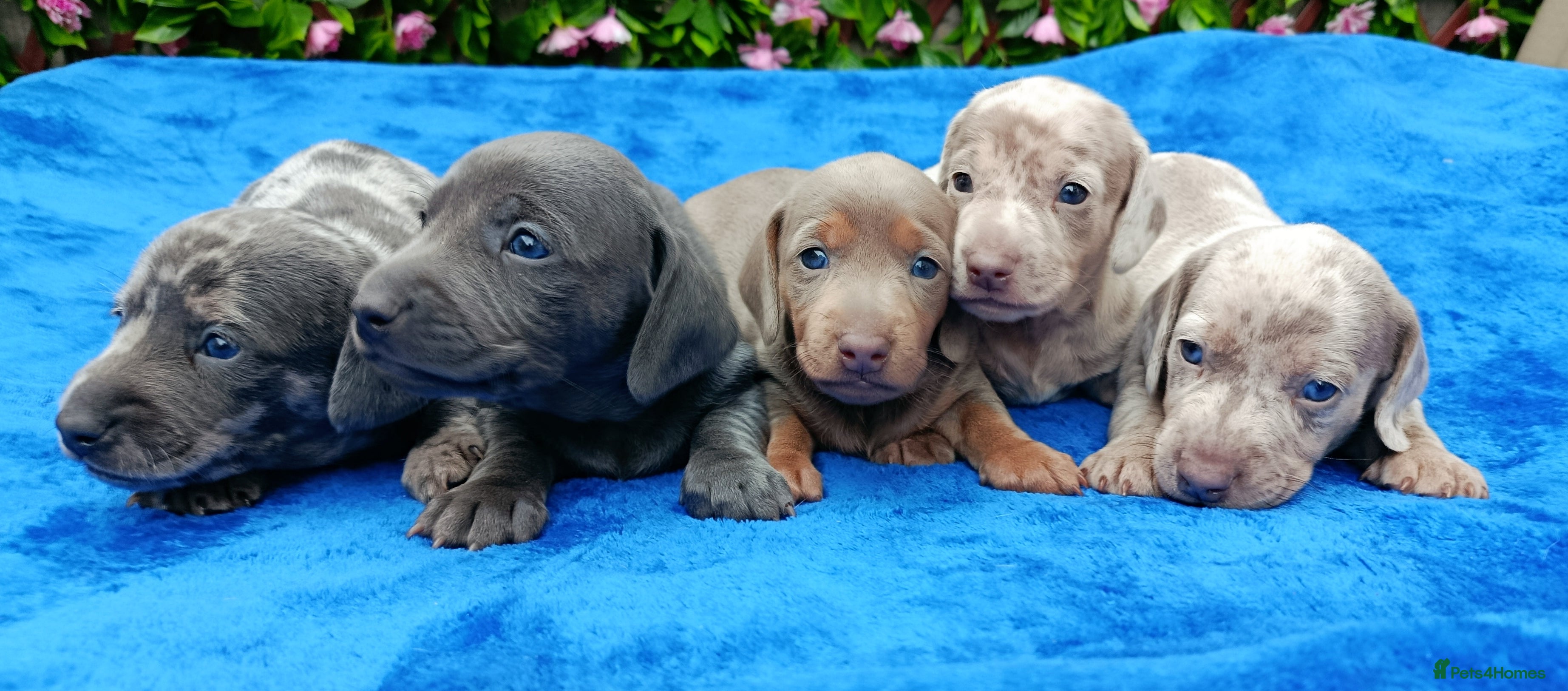 Dachshund dogs BLUE/ISABELLA DAPPLE MINI DAXI KC REG PRA CLR - Advert 1